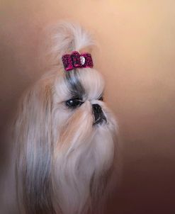 All Dolled Up Shih Tzu