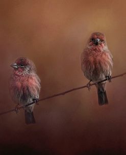 Pair Of Finches