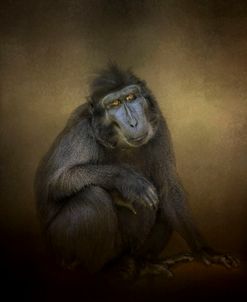 Portrait Of A Savannah Baboon