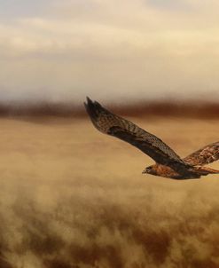 Redtail In The Field