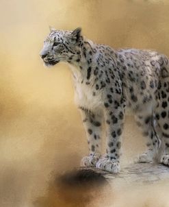 Snow Leopard