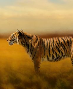 Tiger In The Golden Field