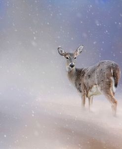 Doe In The Snow