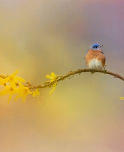 A Little Blue In The Garden