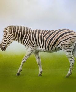 Journey Of The Zebra