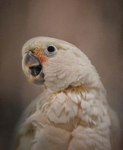 Lots To Say Cockatoo