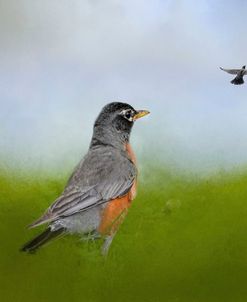 Robin In The Field