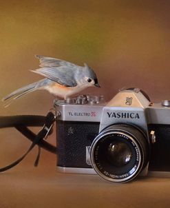 Feathered Photographer