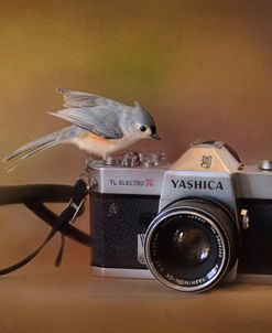 Feathered Photographer