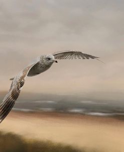 Gull At The Shore