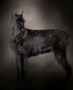 The Giant Black Schnauzer