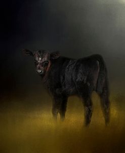 Black Angus Calf In The Moonlight