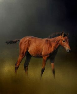 Copper Colt In The Moon Light