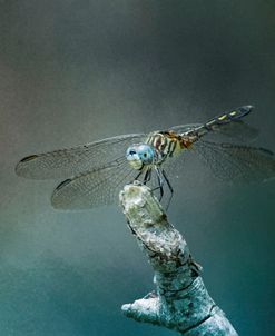 Perched Dragonfly