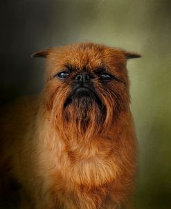 The Brussels Griffon