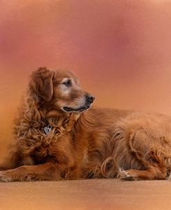 Golden Retriever In The Setting Sun