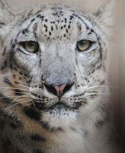 Stare Of The Snow Leopard