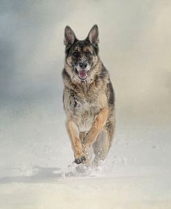 Snow Day For The Shepherd