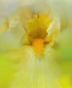 Iris In Lime
