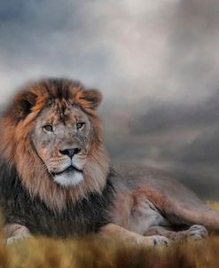Lion Waiting For The Storm