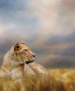 Lioness After The Storm