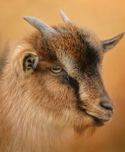 Portrait Of A Nubian Dwarf Goat