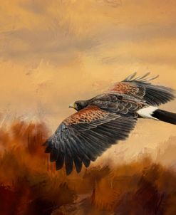 Harris Hawk In Autumn