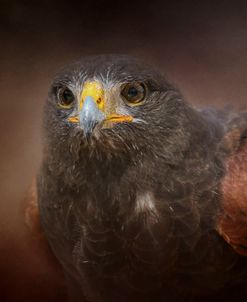 Portrait Of The Harris Hawk