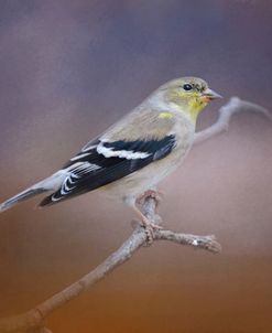 Goldfinch In The Light