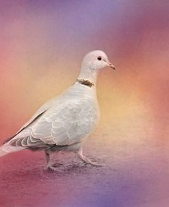 Spring Eurasian Collared Dove