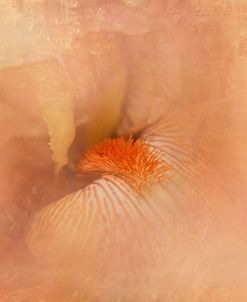Birth of the Peach Iris