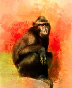 Colorful Expressions Black Monkey