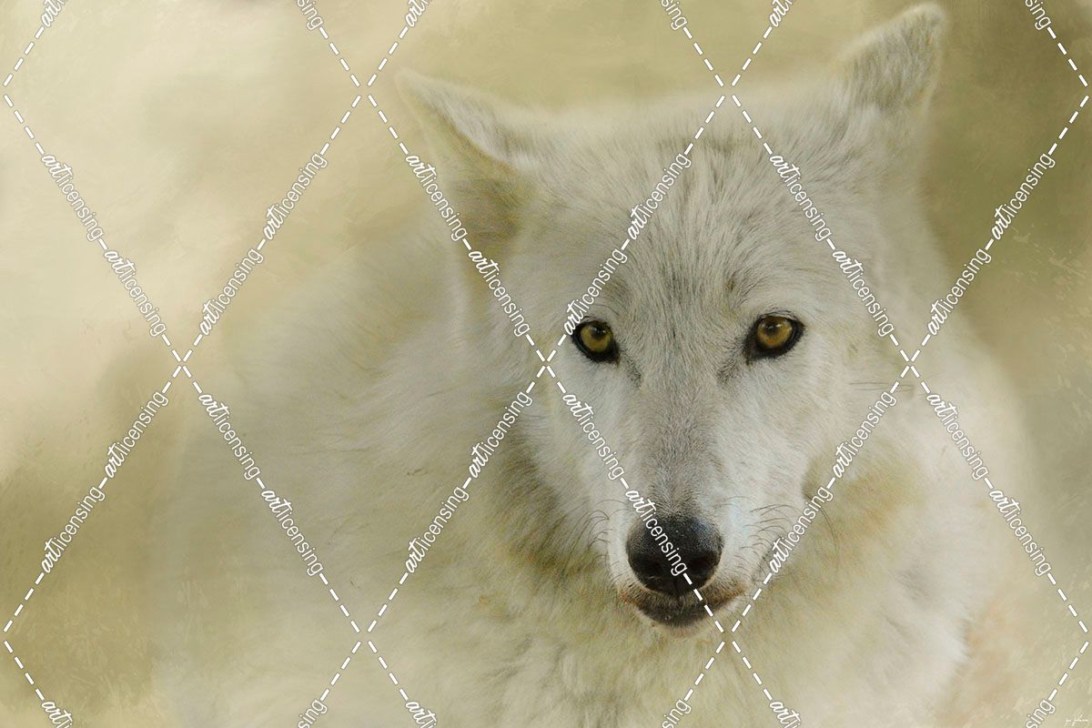 Portrait Of A Timber Wolf