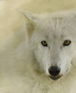 Portrait Of A Timber Wolf