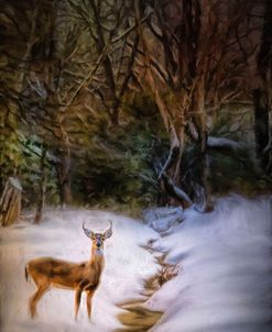 Buck At Snowy Creek