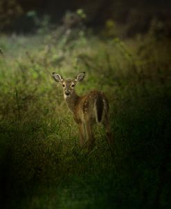 Fawn In The Field