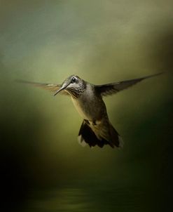 Hummingbird Over Water