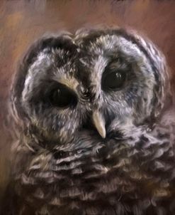 The Curious Owl