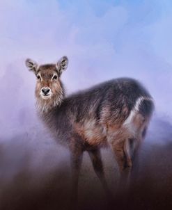 Waterbuck In Winter