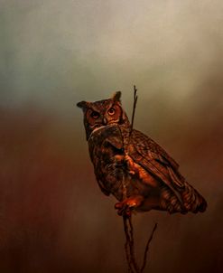 Owl In The Marsh