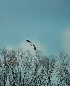 Over The Treeline