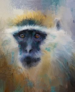 African Grivet Monkey