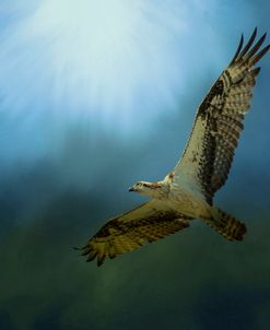 Osprey In The Evening Light