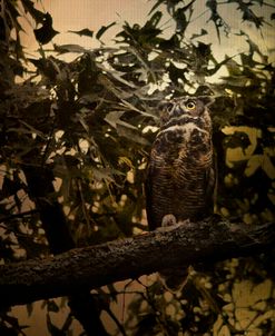 Night of The Owl 3