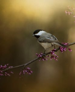 Chickadee In The Golden Light