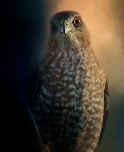 Coopers Hawk At Sunset