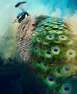 Peacock In Winter