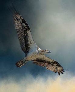 Winter Osprey
