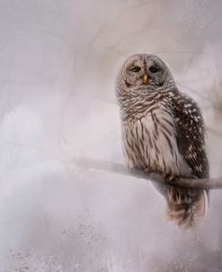 Winter Owl