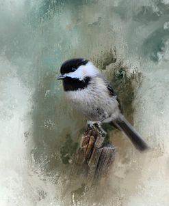 Winter Chickadee